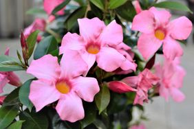 mandevilla pink flowerin bloom