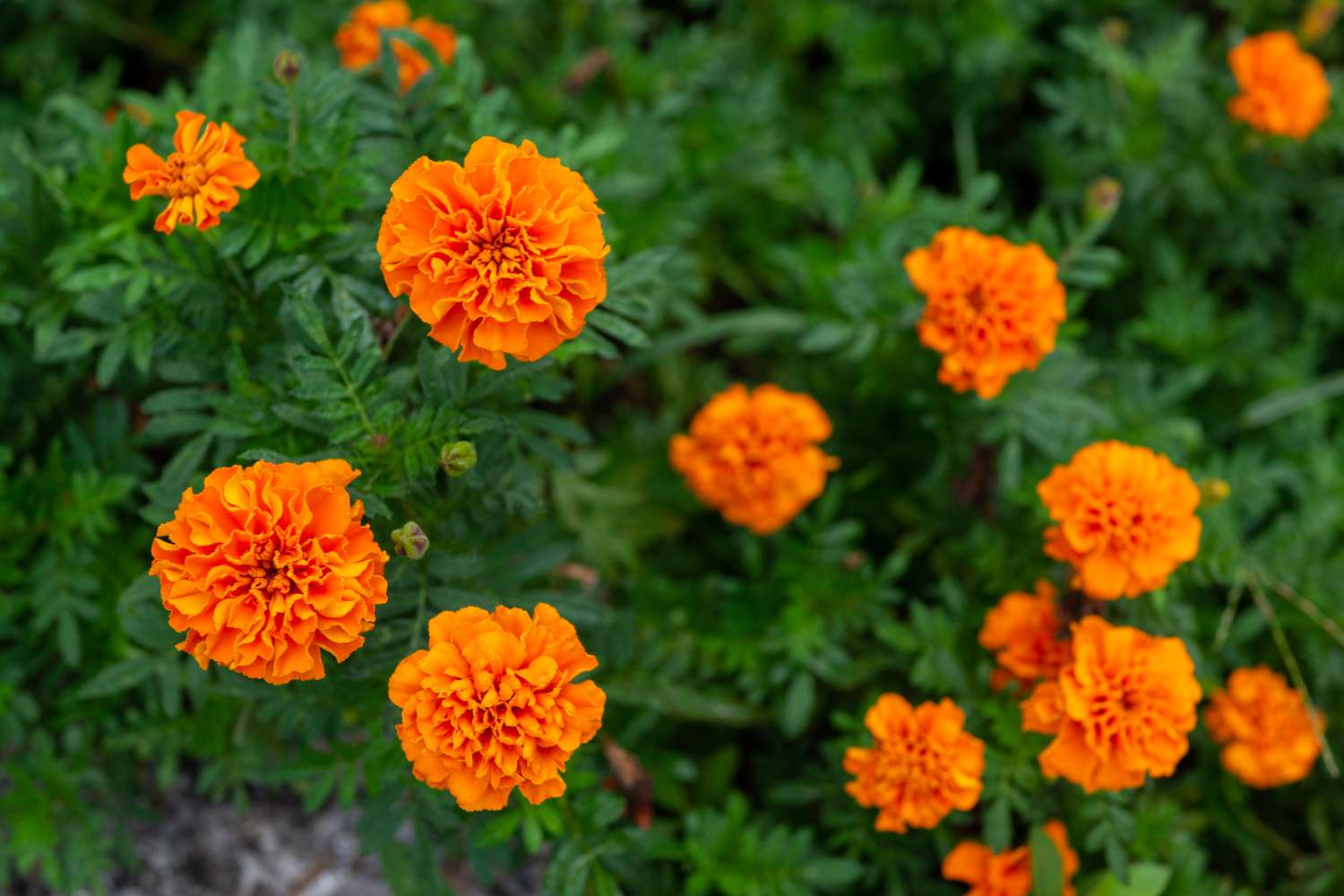 Orange marigolds planted together