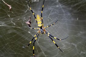 Joro spider in web