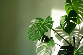 monstera plants