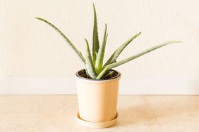 Aloe Plant