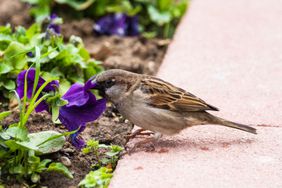 Bird eating a flower