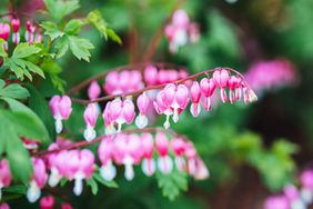 Bleeding heart flower