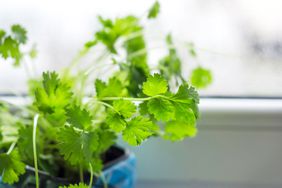 Cilantro growing in pot