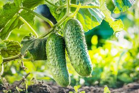 Growing cucumber