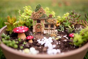 Fairy garden in pot with succulents