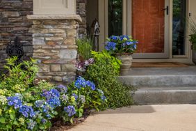 Hydrangeas in front of home