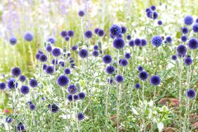 Blue globe thistle