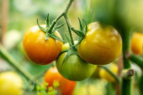 Tomatoes on vine