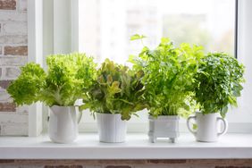 Herbs growing on windowsill