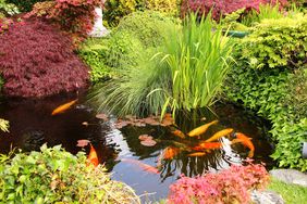 koi pond with colorful plants