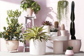 Houseplants