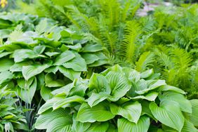 Hosta and ferns in shade garden