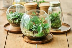 Close up of three terrariums