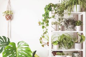 Houseplants display on shelves