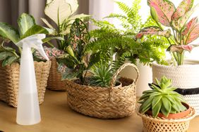 Houseplants with spray bottle