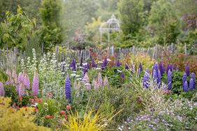 Colorful flower garden