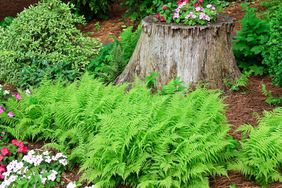 Ferns growing in yard