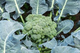 Broccoli growing in garden