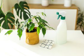 Tools for watering and cleaning plants. 