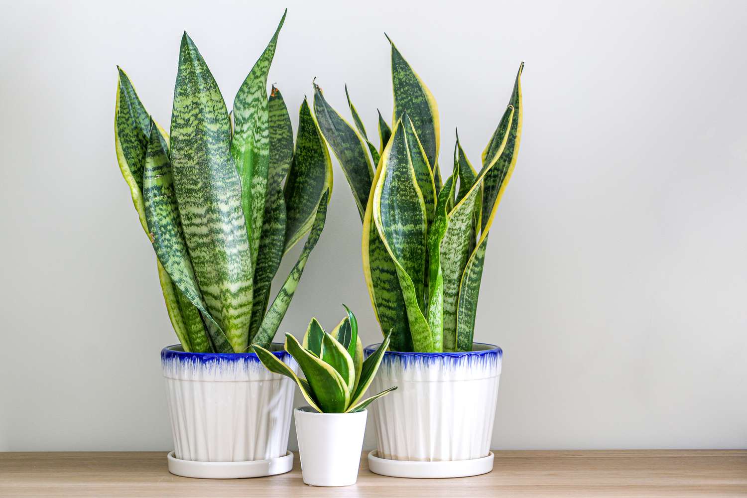 Three snake plants in planters displayed on a wooden table. 