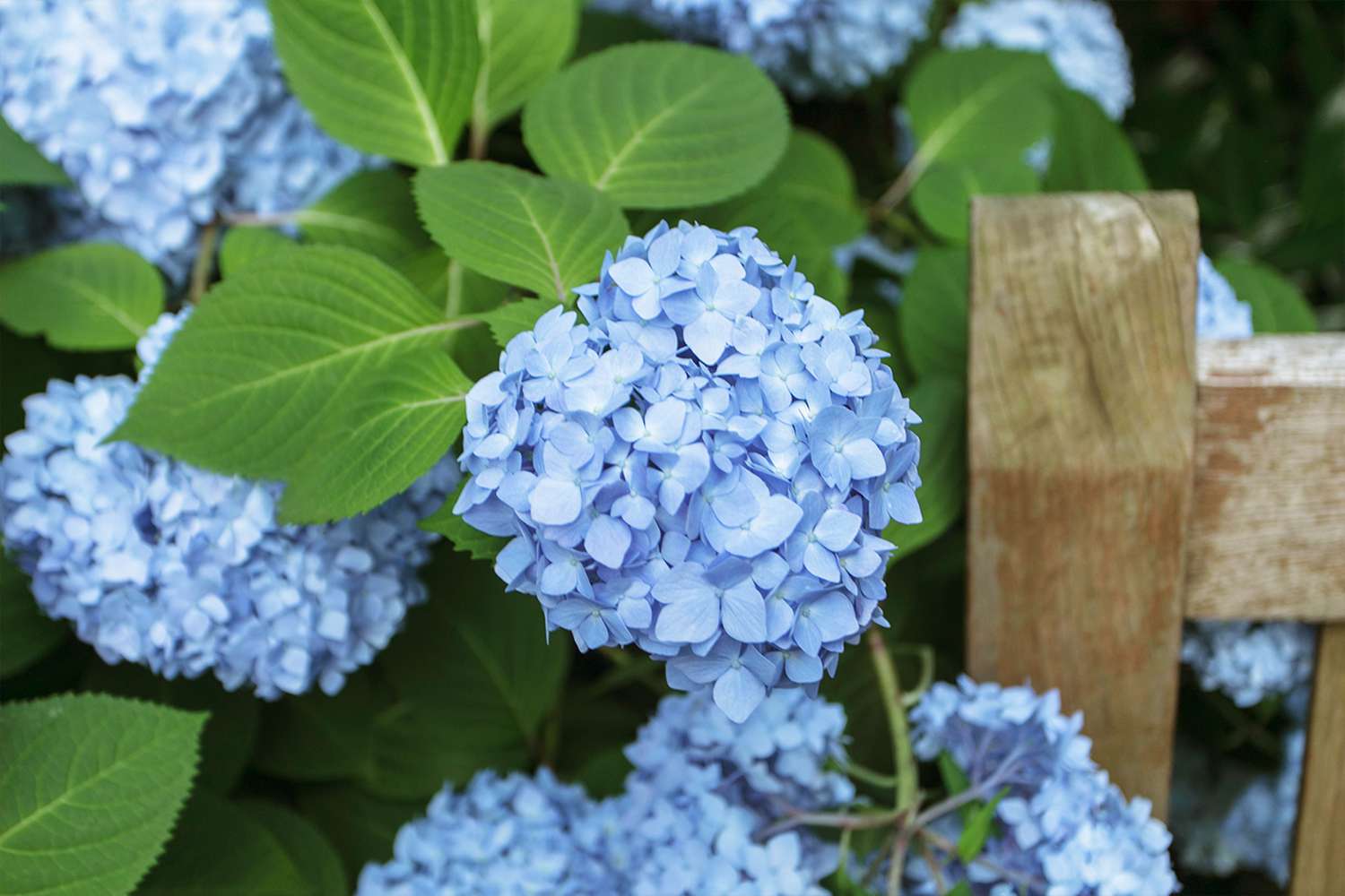 Blue hydrangea bush