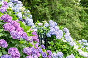 Hydrangeas over fence