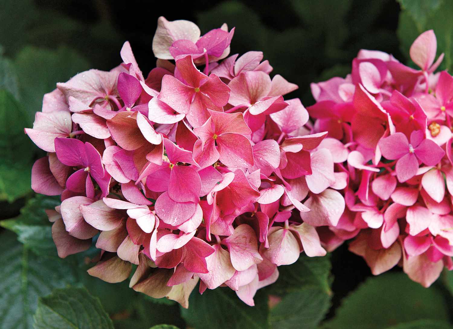 close up of two pink hydrangeas in a garden