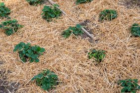 Garden with layer of straw for lasagna gardening