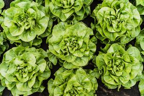 lettuce growing