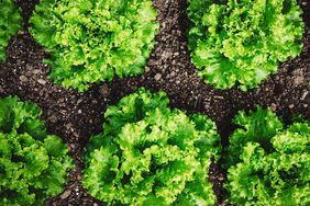 Lettuce growing in garden