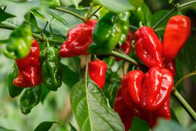 Peppers growing