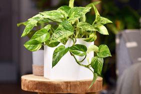 Marble Queen pothos plant on a wooden stool