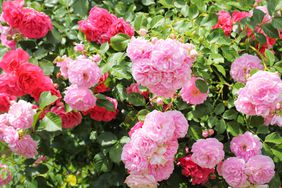 Pink rose bush