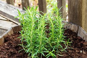 Rosemary plant