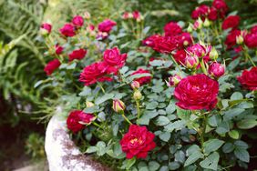 Roses in a stone container