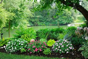 Garden in the shade next to pond