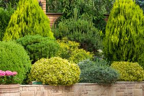 Home with assortment of shrubs