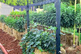 Straw bale farming