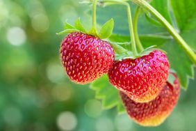 three strawberries on the vine