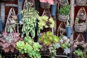 Succulents hanging from baskets