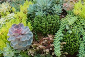 Collection of succulents in a garden