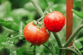 Wet tomatoes