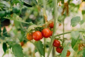 cherry tomato plant