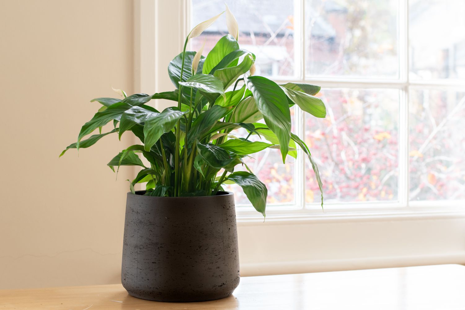 peace lily in window