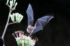 Nectar Bat feeding