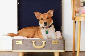 pet bed suitcase project