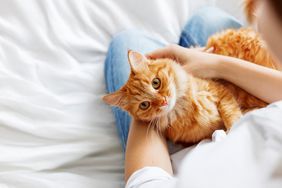 cute ginger cat on lap