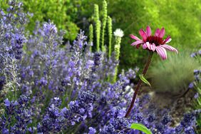 Pink Coneflower and Lavender Plants with a lush green foliage background in bokeh