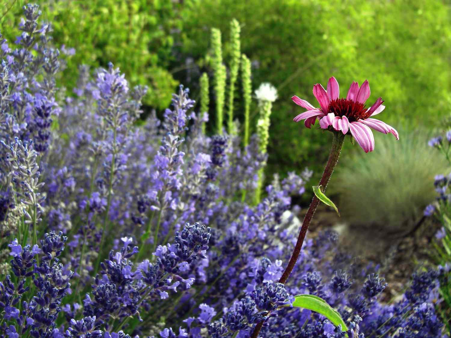 Pink Coneflower and Lavender Plants with a lush green foliage background in bokeh